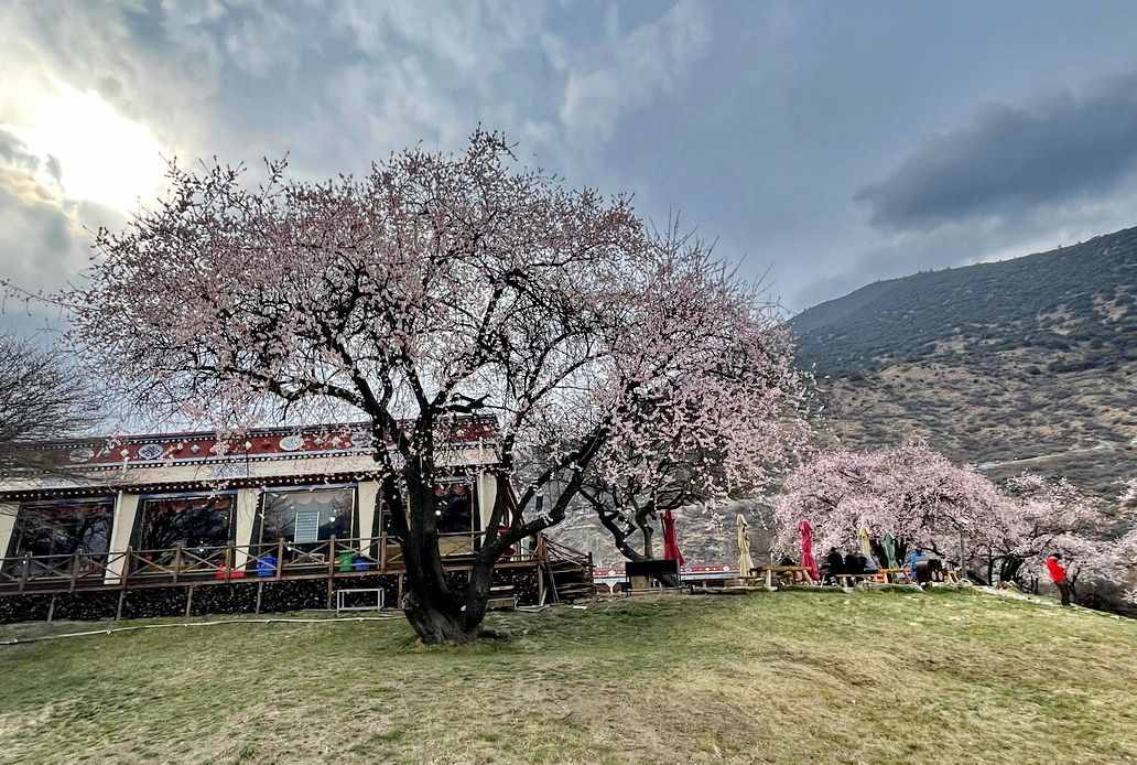 攝影人川藏自駕：林芝最好桃花在哪兒？收門票的索松村是桃花源嗎