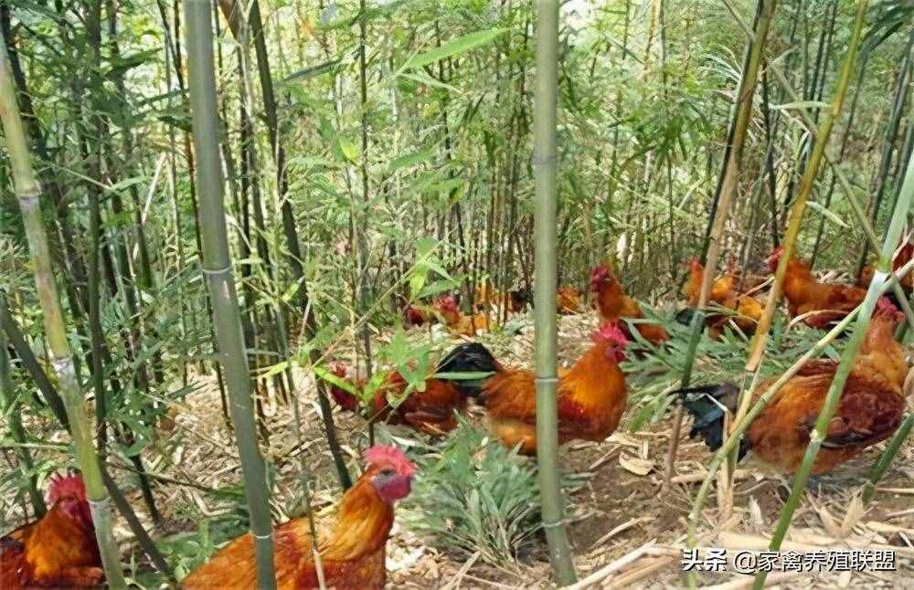 林下養(yǎng)雞如何選擇最適合的場(chǎng)地？第三種可遇而不可求