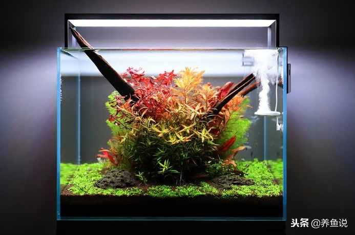 硝化細(xì)菌在養(yǎng)魚時具體發(fā)揮什么作用？原來它們不只是一種細(xì)菌而已