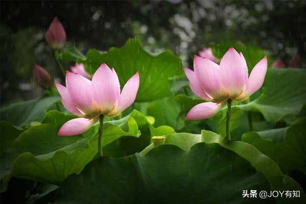 Photoshop從入門到精通：圖章工具，教你用圖章工具精美圖像