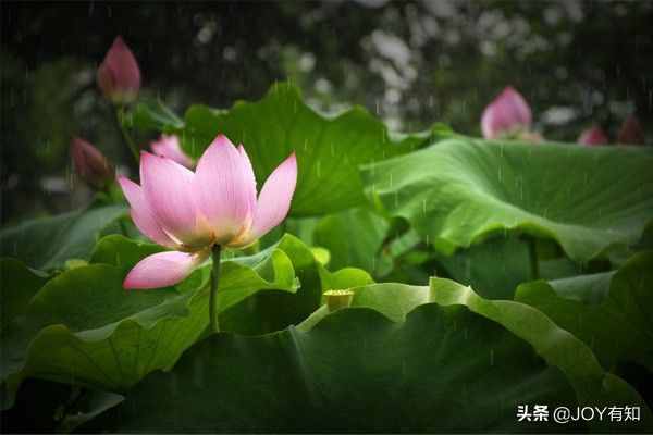 Photoshop從入門到精通：圖章工具，教你用圖章工具精美圖像