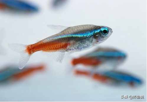 觀賞魚為啥跳出魚缸自尋短見？了解魚類身上的基因密碼，避免損失