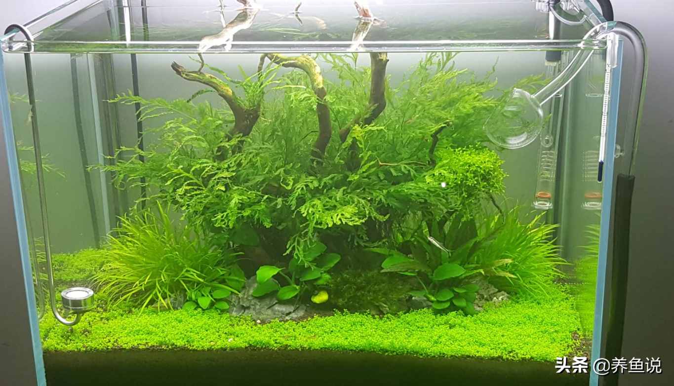 觀賞魚為啥跳出魚缸自尋短見？了解魚類身上的基因密碼，避免損失