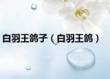 白羽王鴿子（白羽王鴿）