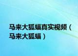 馬來大狐蝠真實視頻（馬來大狐蝠）