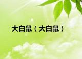 大白鼠（大白鼠）