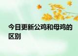 今日更新公雞和母雞的區(qū)別