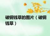破銅錢草的圖片（破銅錢草）