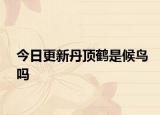 今日更新丹頂鶴是候鳥嗎