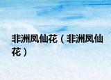 非洲鳳仙花（非洲鳳仙花）