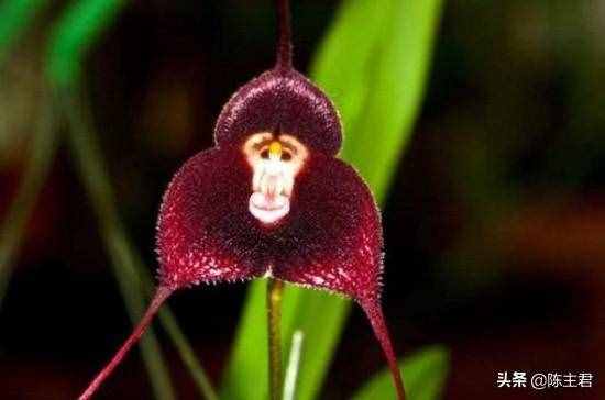 奇花異草的異是什么意思(奇花異草是什么意思啊)