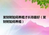 發(fā)財(cái)樹(shù)如何養(yǎng)殖才長(zhǎng)得最好（發(fā)財(cái)樹(shù)如何養(yǎng)殖）