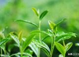 御茶乾?。ㄓH自冊封的御茶）