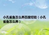 小孔雀魚(yú)怎么養(yǎng)百度經(jīng)驗(yàn)（小孔雀魚(yú)怎么養(yǎng)）