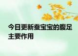 今日更新蠶寶寶的腹足主要作用