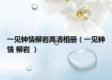 一見鐘情柳巖高清相冊（一見鐘情 柳巖 ）