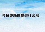 今日更新白鷺是什么鳥(niǎo)