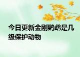 今日更新金剛鸚鵡是幾級(jí)保護(hù)動(dòng)物