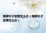 綠蘿葉子發(fā)黃怎么辦（綠蘿葉子發(fā)黃怎么辦）