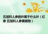 五加科人參的葉屬于什么葉（紅參 五加科人參屬植物）