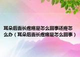 耳朵后面長疙瘩是怎么回事還疼怎么辦（耳朵后面長疙瘩是怎么回事）
