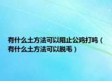 有什么土方法可以阻止公雞打鳴（有什么土方法可以脫毛）