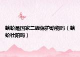 蛤蚧是國家二級(jí)保護(hù)動(dòng)物嗎（蛤蚧壯陽嗎）