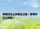 草莓籽怎么種植全過程（草莓籽怎么種植）
