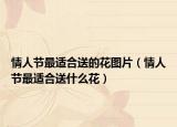 情人節(jié)最適合送的花圖片（情人節(jié)最適合送什么花）