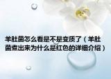 羊肚菌怎么看是不是變質了（羊肚菌煮出來為什么是紅色的詳細介紹）