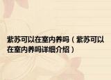 紫蘇可以在室內養(yǎng)嗎（紫蘇可以在室內養(yǎng)嗎詳細介紹）