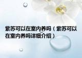 紫蘇可以在室內(nèi)養(yǎng)嗎（紫蘇可以在室內(nèi)養(yǎng)嗎詳細(xì)介紹）