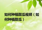 如何種植甜瓜視頻（如何種植甜瓜）