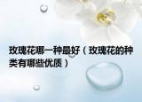 玫瑰花哪一種最好（玫瑰花的種類有哪些優(yōu)質(zhì)）