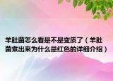 羊肚菌怎么看是不是變質(zhì)了（羊肚菌煮出來(lái)為什么是紅色的詳細(xì)介紹）
