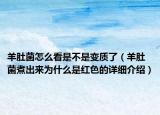 羊肚菌怎么看是不是變質(zhì)了（羊肚菌煮出來(lái)為什么是紅色的詳細(xì)介紹）
