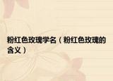 粉紅色玫瑰學(xué)名（粉紅色玫瑰的含義）