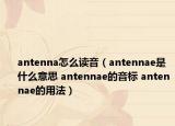 antenna怎么讀音（antennae是什么意思 antennae的音標(biāo) antennae的用法）