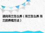 請問吊蘭怎么養(yǎng)（吊蘭怎么養(yǎng) 吊蘭的養(yǎng)殖方法）