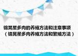 錦晃星多肉的養(yǎng)殖方法和注意事項(xiàng)（錦晃星多肉養(yǎng)殖方法和繁殖方法）