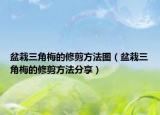 盆栽三角梅的修剪方法圖（盆栽三角梅的修剪方法分享）