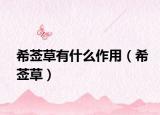 希薟草有什么作用（希薟草）