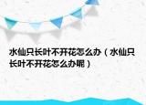 水仙只長葉不開花怎么辦（水仙只長葉不開花怎么辦呢）