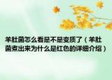 羊肚菌怎么看是不是變質(zhì)了（羊肚菌煮出來為什么是紅色的詳細(xì)介紹）