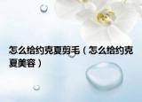 怎么給約克夏剪毛（怎么給約克夏美容）