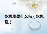 水鳳凰是什么鳥（水鳳凰）