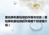 夏枯草和夏枯球的作用與功效（夏枯草和夏枯球的作用哪個好詳細(xì)介紹）