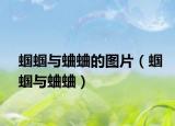 蟈蟈與蛐蛐的圖片（蟈蟈與蛐蛐）