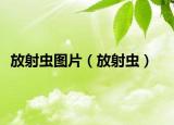 放射蟲圖片（放射蟲）