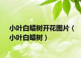 小葉白蠟樹(shù)開(kāi)花圖片（小葉白蠟樹(shù)）